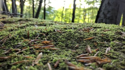 moss in the forest