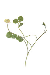 Herbarium with dry pressed plants on white background.