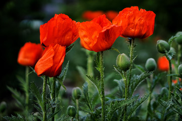 Bright red blossoming poppies among the green grass.
