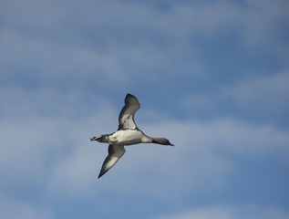 red-throated loons ,Prestvann,Tromso