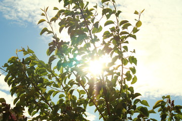 The bright sun shines through the branches of the tree. The rays of the sun shine through the tree. Close-up. Background.