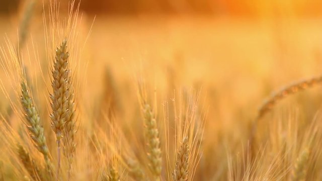 Amazing magic golden sunlight on field of wheat. Wheat crop sways on the field with golden sunlight closeup. Original RAW high quality video.