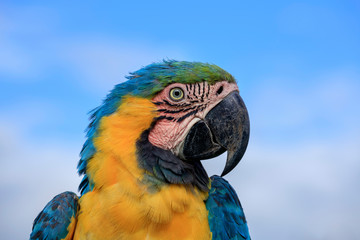 Parrot Portrait Photograph, Side View, Highly Detailed Feathers - Blue Sky and White Clouds in the Background, Parrot is looking towards the camera with a curious expression, Colorful Feathers