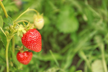 Strawberry plant with ripening berries on blurred background