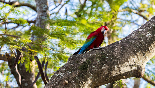 Brazilian Macaw