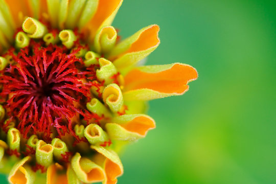 Macro zinnia coming into bloom during spring, bright vibrant colors for cheerful nature image.