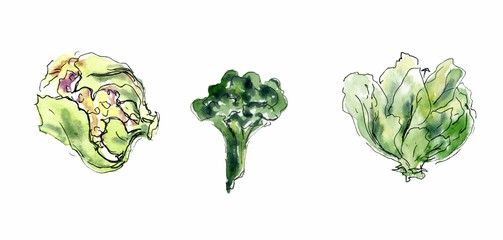 Watercolor set illustration of hand draw cabbage. Sketch of broccoli, cauliflower