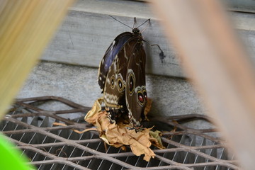 Common Morpho Butterfly
