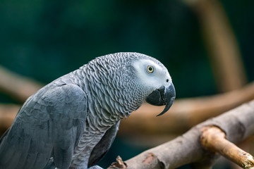  An African Grey Parrot sitting in a wooden branches
