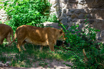 lioness in the grass in the Kyiv zoo in Ukraine © Oleksandr