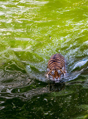 Fototapeta na wymiar Closeup portrait of a swimming tiger top view