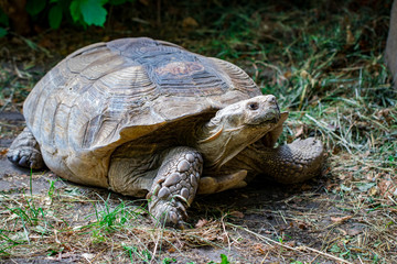 Portrait beautiful turtle in green grass close - up