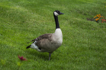 Kanadagans (Branta canadensis)