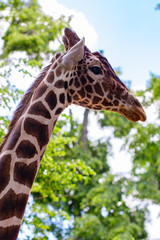 giraffe view from the side against the blue sky and green trees