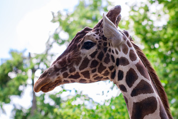 giraffe view from the side against the blue sky and green trees