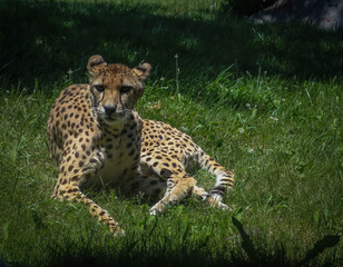 Wild Animals