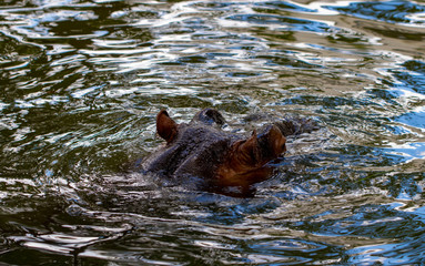 Behemoth completely bathed in the river at the level of the water on a hot sunny summer day. The...