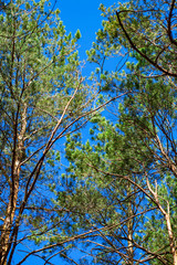 Treetops framing the sunny blue sky. Spring, forest