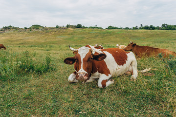 Grazing cows on green grass