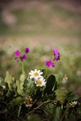 Close up of purple wildflowers in Colorado during the summer. 