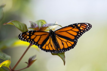 Fototapeta na wymiar Yellow and Black Butterfly with soft Green/Orange Background