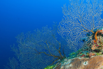 Naklejka na ściany i meble A stunning underwater background image of healthy vibrant coral growing out of a tropical reef in Grand Cayman. The deep blue water behind is a perfect backdrop for text