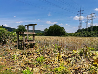 Bärenklau an der Ruhr bei Hohensyburg