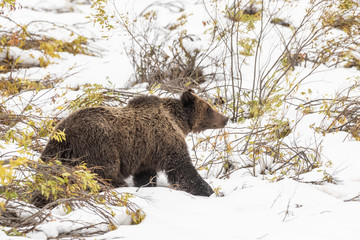 Grizzly in Snow in Wyoming