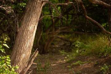 Tree in dry creek