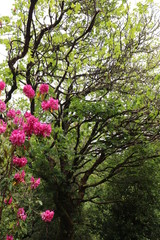 Irlande - Anneau de Beara - Ile de Garinish - 