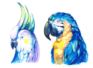 Obraz premium Flying tropical parrot Ara. Watercolor hand drawn illustration