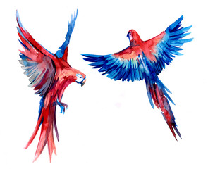 Fototapeta premium Flying tropical parrot Ara. Watercolor hand drawn illustration
