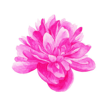 Pink peony isolated. Watercolor hand drawn illustration