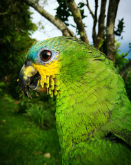 Amazona aestiva, loro de cuerpo verde, mejillas amarillas y frente azul