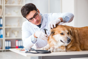 Doctor examining golden retriever dog in vet clinic