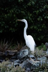 Great White Egret standing on rocks with dark background