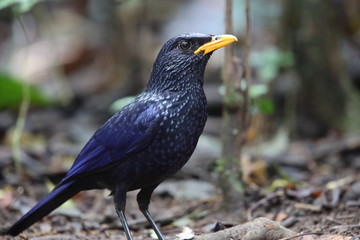 Blue Whistling Thrush (Myophonus caeruleus  eugenei)  in Da lat, Vietnam
