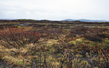 beautiful nature of Iceland, volcanic landscape covered with moss