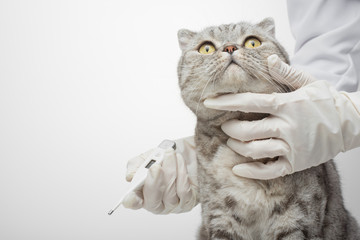 the doctor's vet measures the temperature of the cat in the veterinary clinic. Animal Health