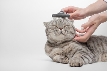 Cleaning the coat of a Scottish cat, a veterinarian, isolated