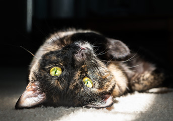 A beautiful tortoiseshell cat lays upside down as she basks in a morning sunbeam - Powered by Adobe