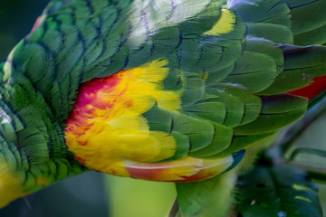 Fototapeta premium Close up of the feathers of a parrot