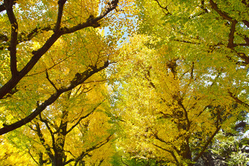 秋の神宮外苑のイチョウ並木

