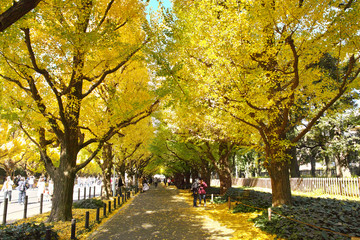 Naklejka premium Rząd drzew miłorzębu jesienią Jingu Gaien