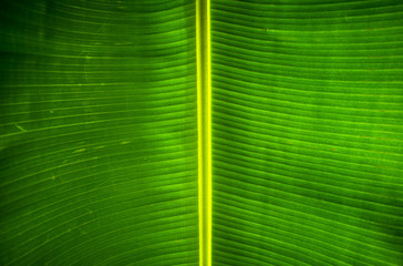 Leaf detail macro texture