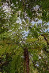 Obraz premium 金作原原生林