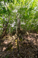 金作原原生林のオキナワウラジロガシ