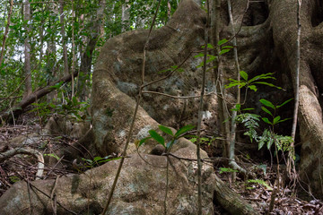 Obraz premium 金作原原生林のオキナワウラジロガシ