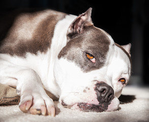 A sleepy exhausted American Staffordshire Terrier Pit Bull dog rests in the sun