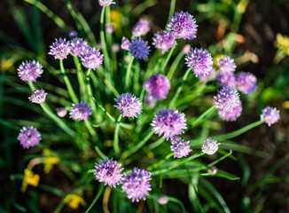 A bunch of beautiful large wild chive flowers